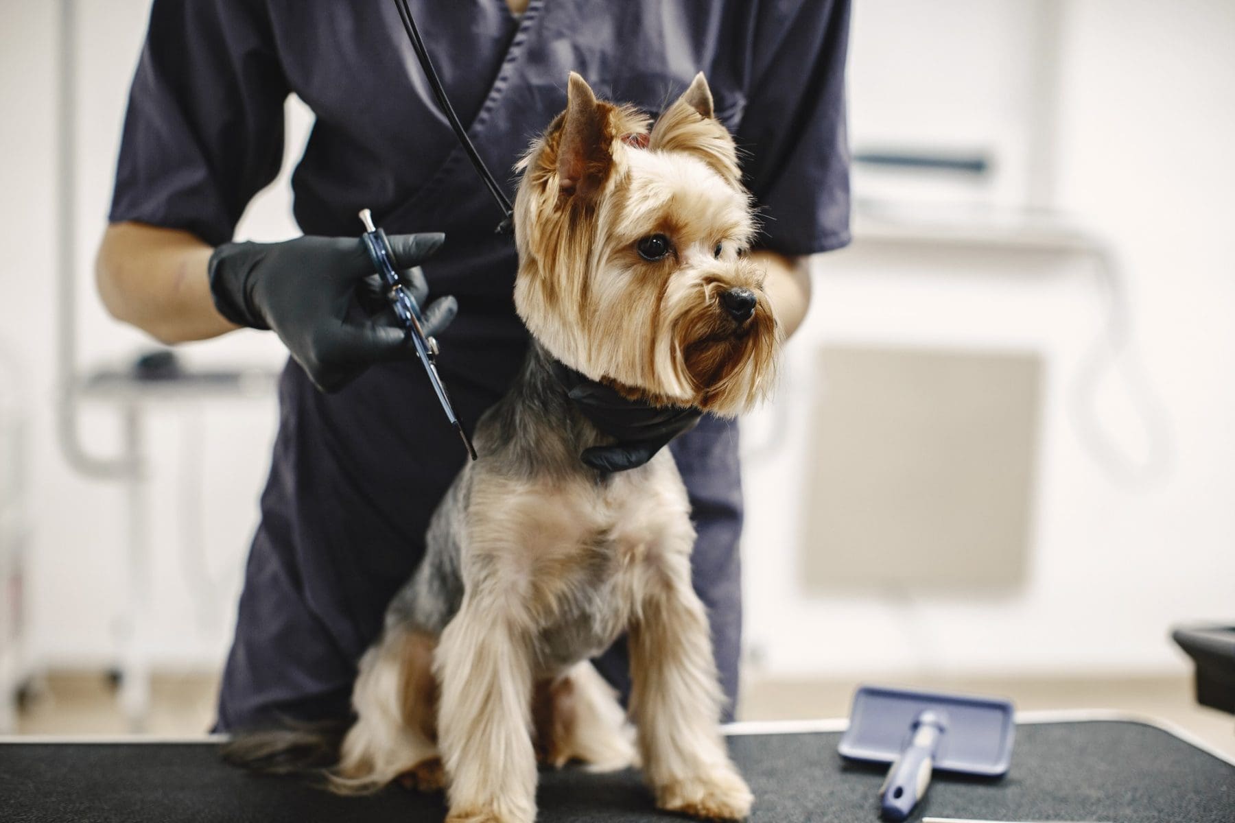 A groomer wearing black gloves trims the fur of a small Yorkshire Terrier dog on a grooming table.